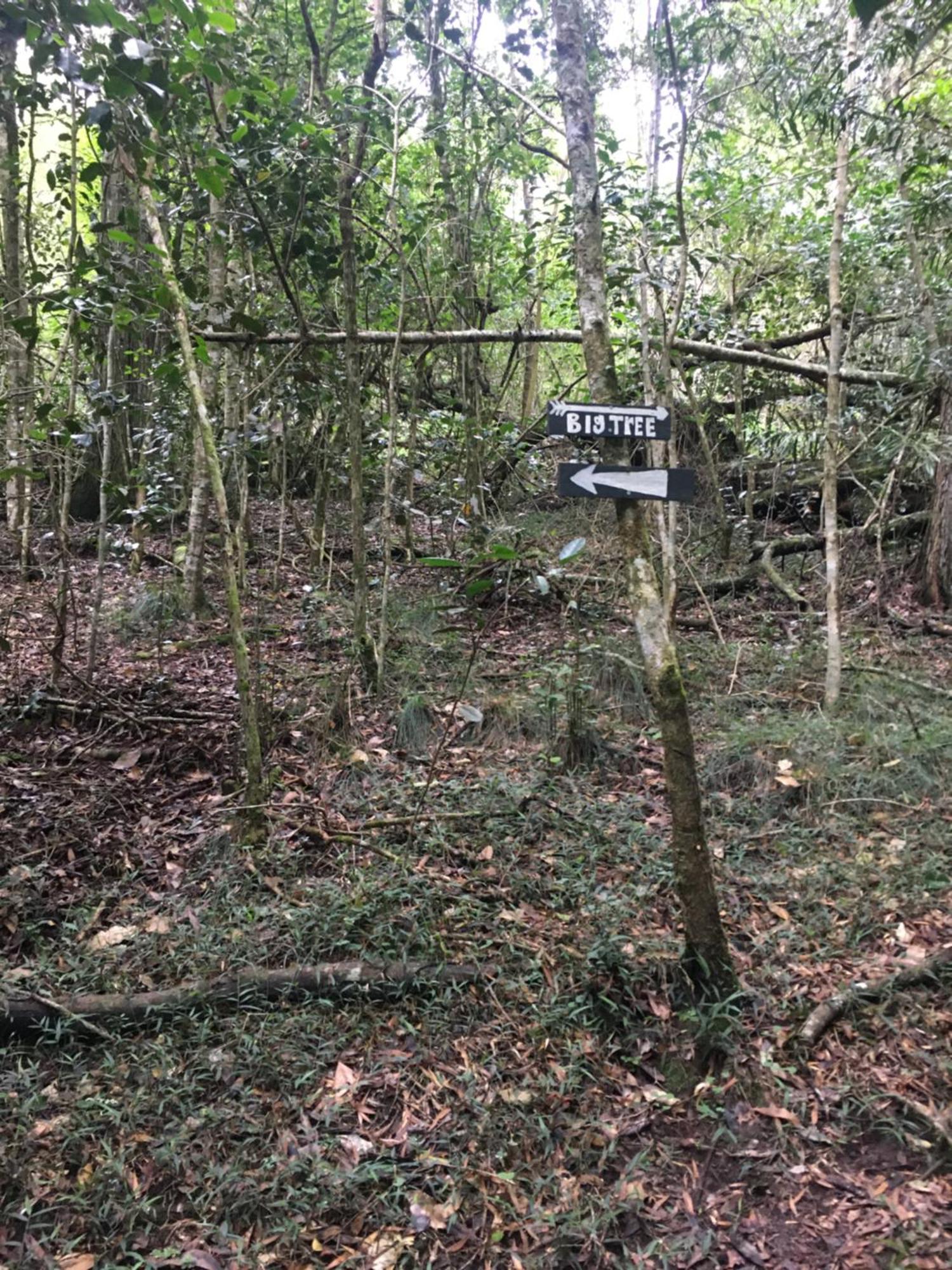 Pura Vida Forest Cabin Witelsbos المظهر الخارجي الصورة